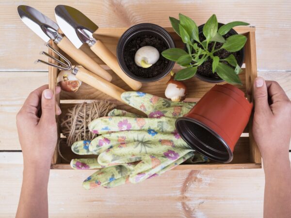 Quais as ferramentas essenciais de jardinagem para iniciantes?