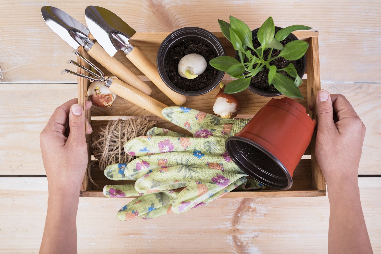 Quais as ferramentas essenciais de jardinagem para iniciantes?