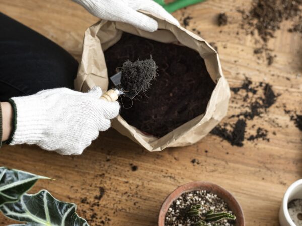 Melhor substrato para cultivo de mudas em casa?