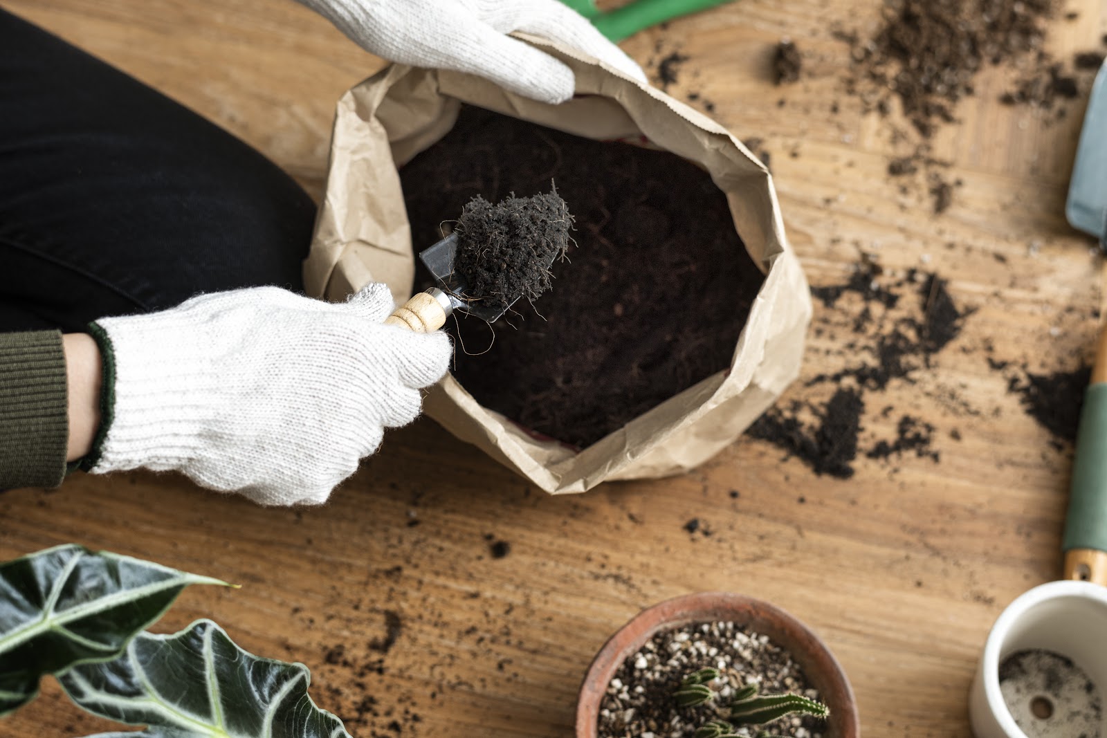 Melhor substrato para cultivo de mudas em casa?