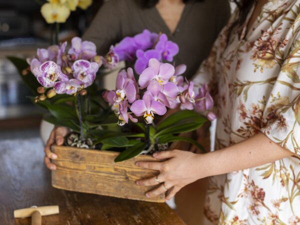 Substrato para orquídeas vs outras plantas: quais as diferenças?