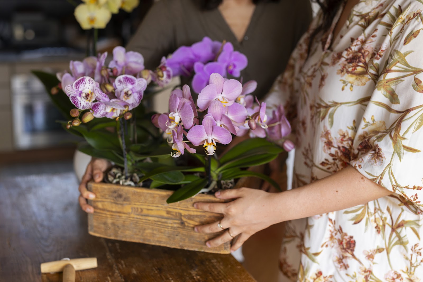 Substrato para orquídeas vs outras plantas: quais as diferenças?