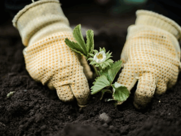 Melhores luvas de jardinagem para conforto e proteção?