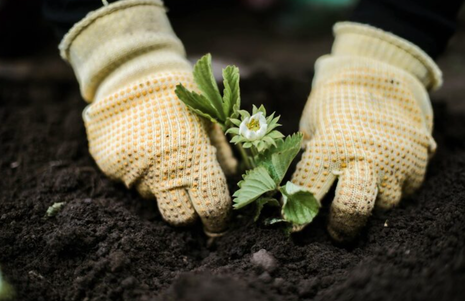Melhores luvas de jardinagem para conforto e proteção?