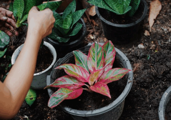Como usar adubo organomineral  em plantas ornamentais?