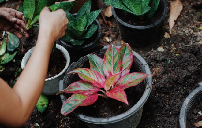 Como usar adubo organomineral  em plantas ornamentais?