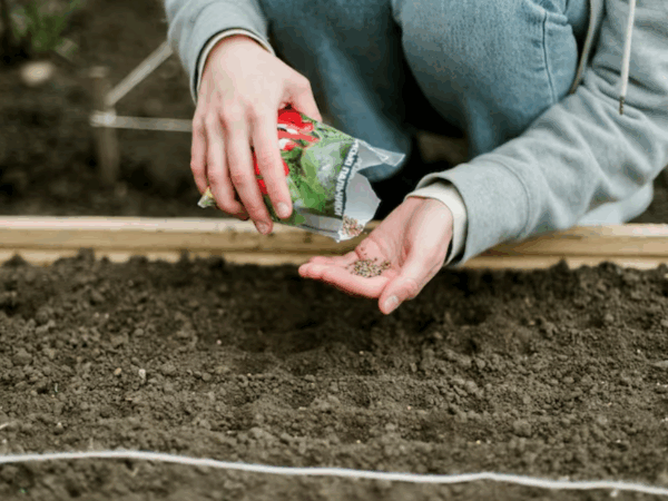 Como preparar o solo com condicionadores antes de plantar?
